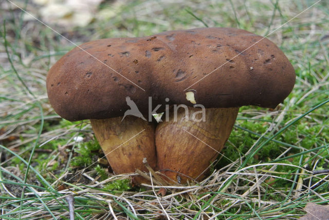 Gewone Heksenboleet (Boletus erythropus)