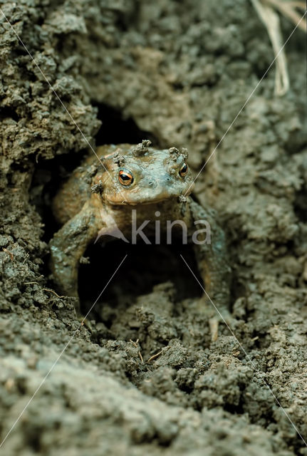 Gewone pad (Bufo bufo)