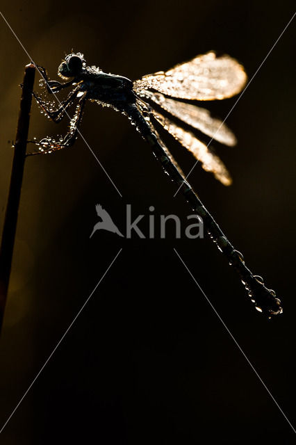 Gewone pantserjuffer (Lestes sponsa)