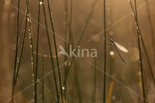 Gewone pantserjuffer (Lestes sponsa)