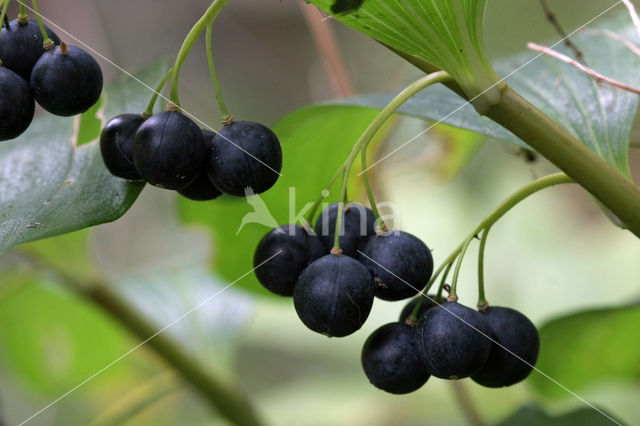 Gewone salomonszegel (Polygonatum multiflorum)