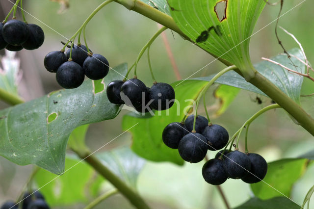 Gewone salomonszegel (Polygonatum multiflorum)