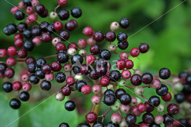 Gewone vlier (Sambucus nigra)