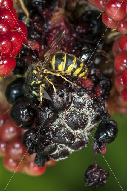 Gewone wesp (Vespula vulgaris)