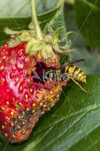 Gewone wesp (Vespula vulgaris)