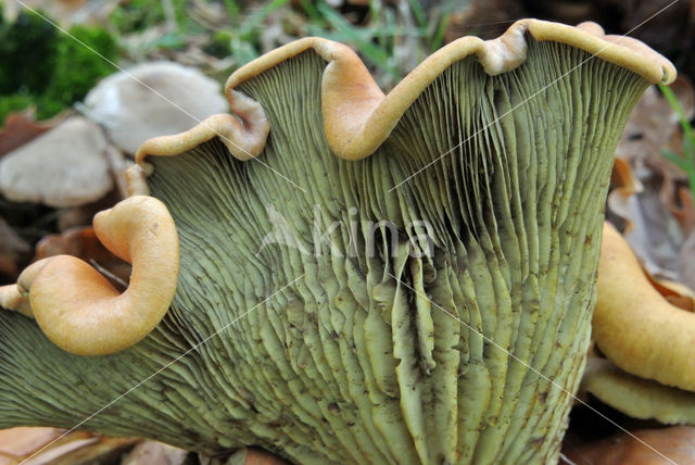 Sulphur tuft (Hypholoma fasciculare)