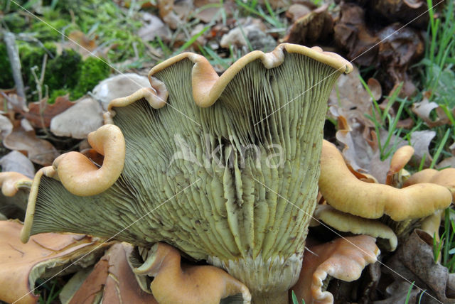 Sulphur tuft (Hypholoma fasciculare)