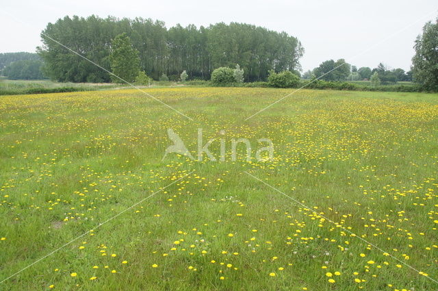 Gewoon biggenkruid (Hypochaeris radicata)