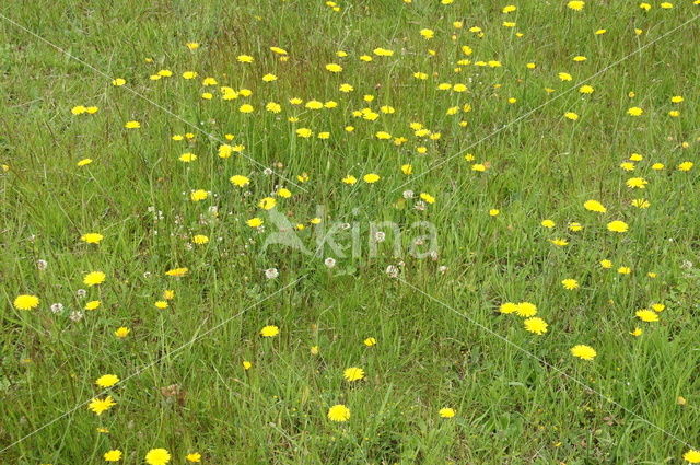 Cat's Ear (Hypochaeris radicata)