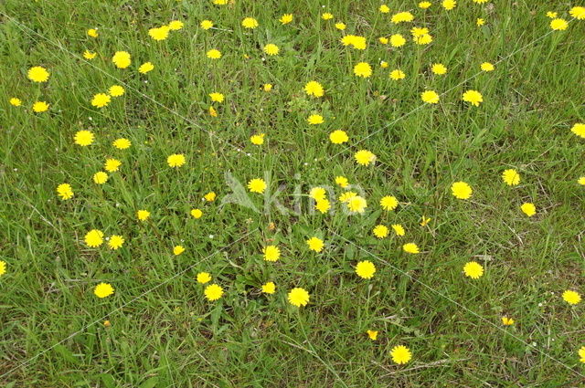 Gewoon biggenkruid (Hypochaeris radicata)