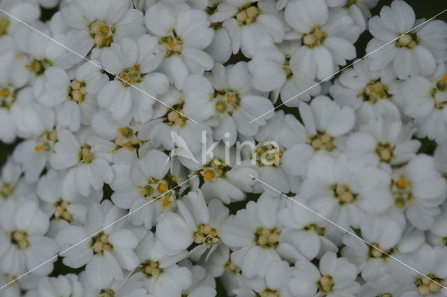 Common yarrow (Achillea millefolium)