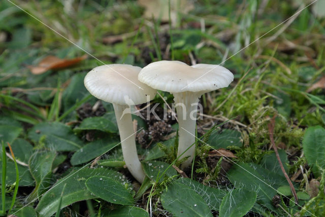 Gewoon sneeuwzwammetje (Hygrocybe virginea)