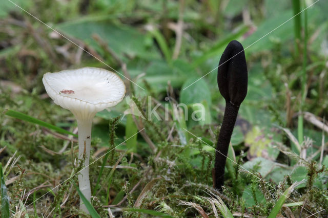 Gewoon sneeuwzwammetje (Hygrocybe virginea)