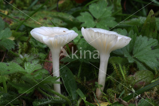 Snowy Waxcap (Hygrocybe virginea)