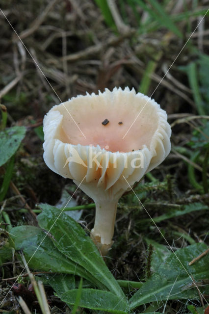 Snowy Waxcap (Hygrocybe virginea)