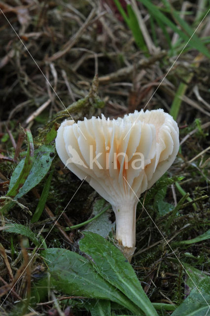 Snowy Waxcap (Hygrocybe virginea)