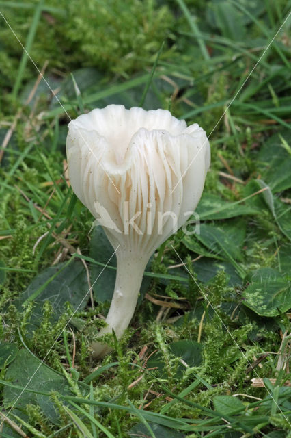 Snowy Waxcap (Hygrocybe virginea)