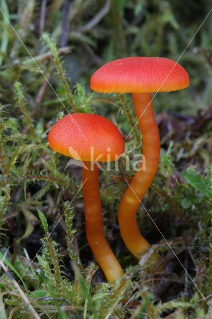 Vermilion Waxcap (Hygrocybe miniata)
