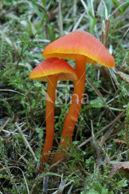 Vermilion Waxcap (Hygrocybe miniata)