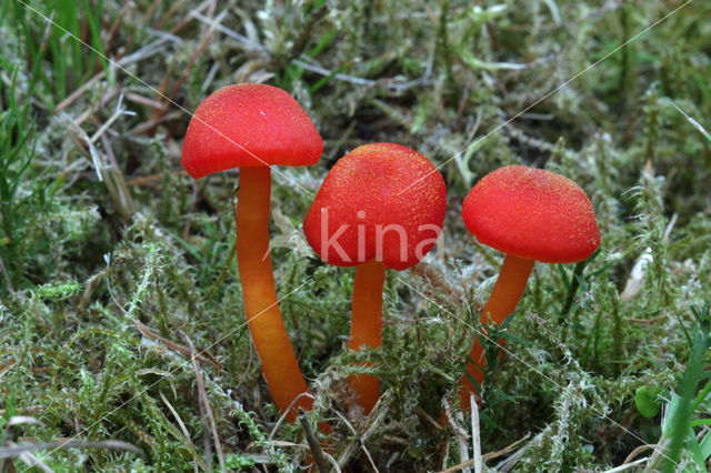 Vermilion Waxcap (Hygrocybe miniata)