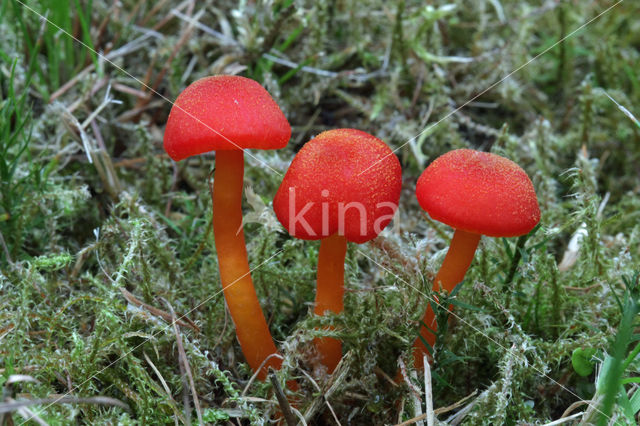 Gewoon vuurzwammetje (Hygrocybe miniata)