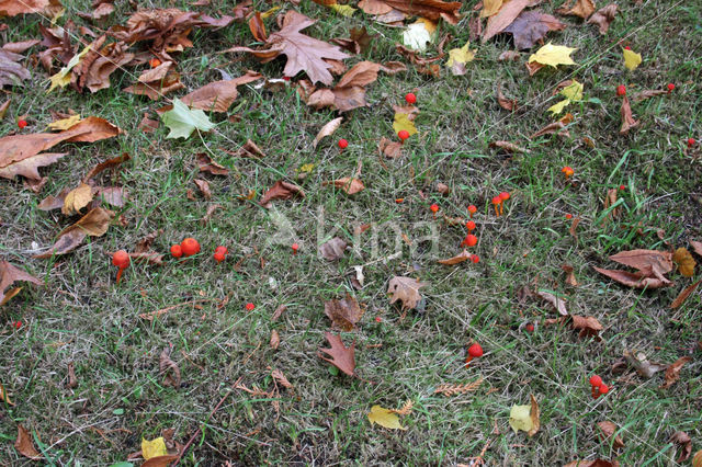 Vermilion Waxcap (Hygrocybe miniata)