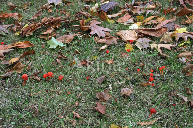 Gewoon vuurzwammetje (Hygrocybe miniata)