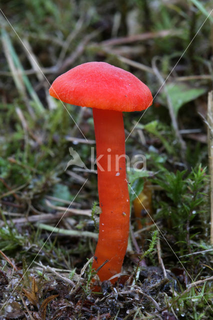 Gewoon vuurzwammetje (Hygrocybe miniata)