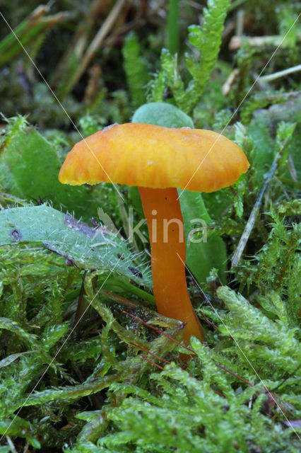 Gewoon vuurzwammetje (Hygrocybe miniata)