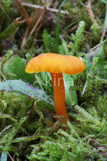 Gewoon vuurzwammetje (Hygrocybe miniata)