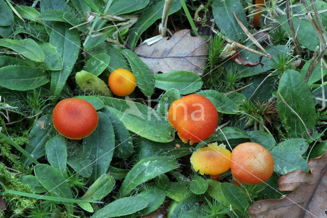 Vermilion Waxcap (Hygrocybe miniata)
