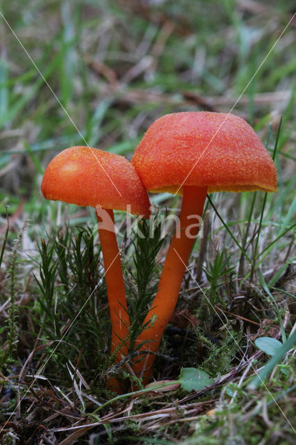 Vermilion Waxcap (Hygrocybe miniata)