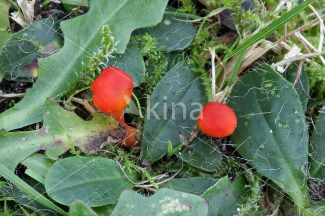 Vermilion Waxcap (Hygrocybe miniata)