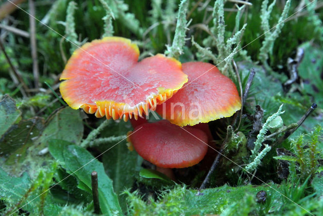 Vermilion Waxcap (Hygrocybe miniata)