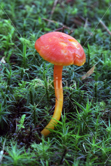 Gewoon vuurzwammetje (Hygrocybe miniata)