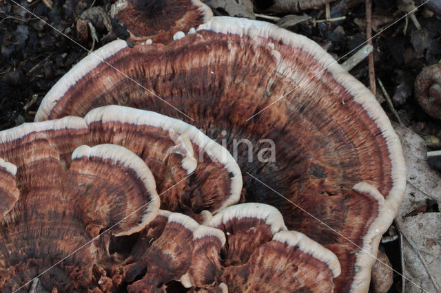 Zoned tooth (Hydnellum concrescens)