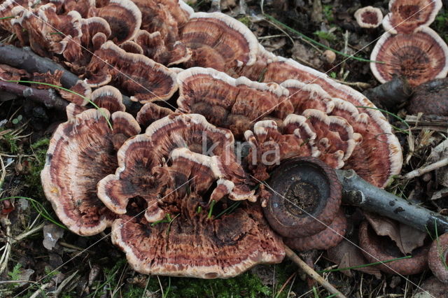 Zoned tooth (Hydnellum concrescens)