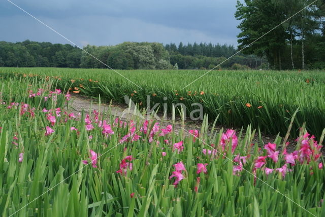 Gladiolus