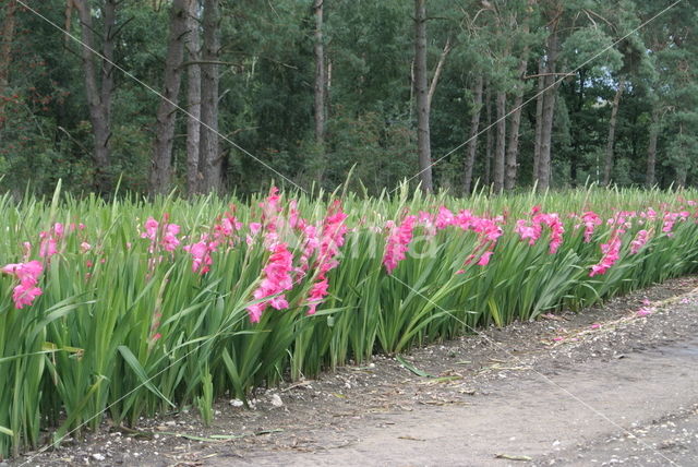 Gladiolus