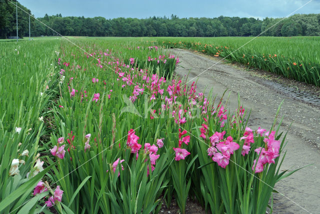 Gladiolus