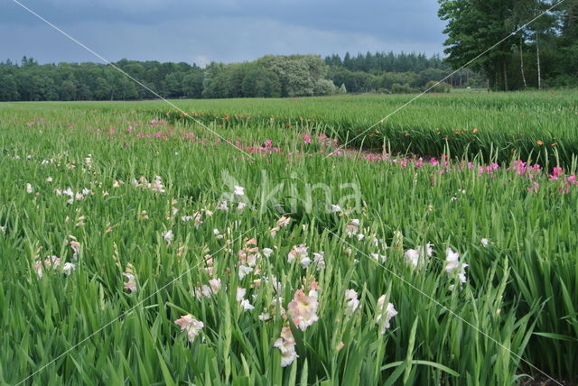 Gladiolus