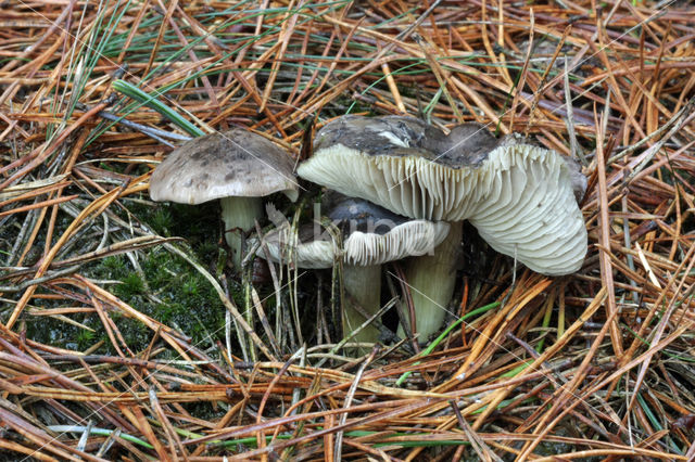 Tricholoma portentosum