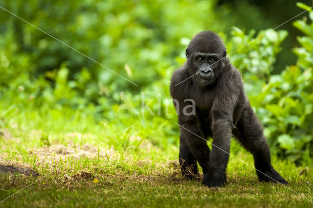 Gorilla (Gorilla spec.)