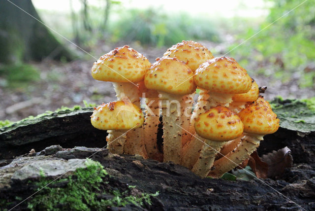 Goudvliesbundelzwam (Pholiota aurivella)