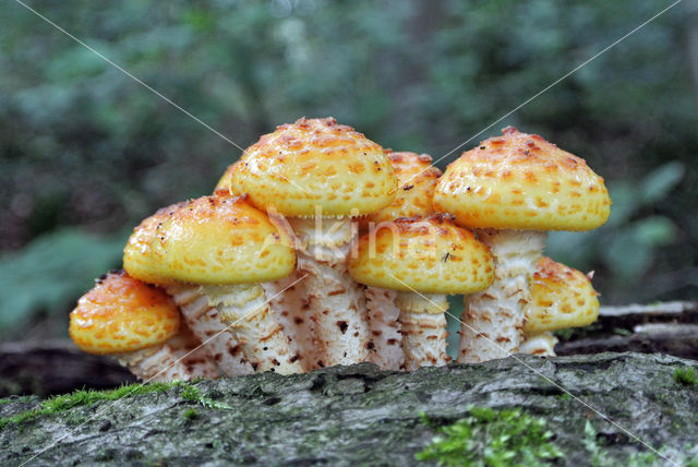 golden Scalycap (Pholiota aurivella)