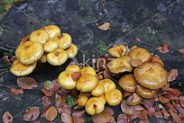 Goudvliesbundelzwam (Pholiota aurivella)