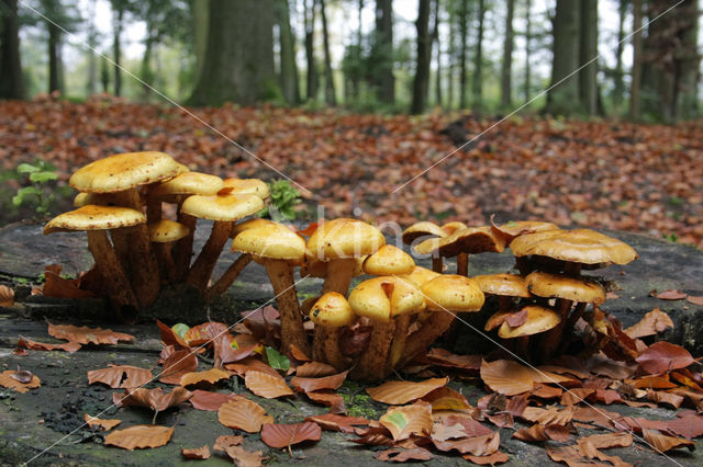 Goudvliesbundelzwam (Pholiota aurivella)