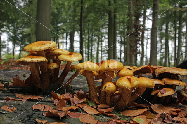 golden Scalycap (Pholiota aurivella)