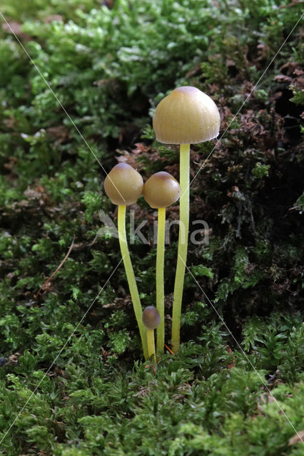 Graskleefsteelmycena (v. lignicola)