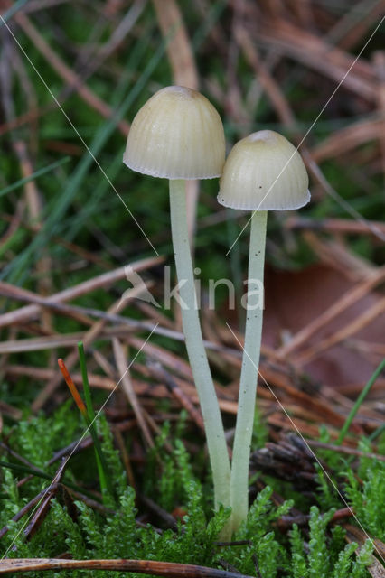 Graskleefsteelmycena (Mycena epipterygia)